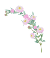 dibujado a mano rosado dalia floraciones - verano flor ilustración png