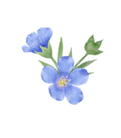 hermosa acuarela linaza flores - primavera botánico diseño png