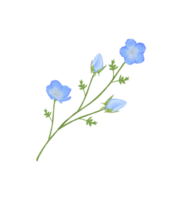 süß Aquarell Nemophila Blumen - - Baby Blau Augen - - herunterladen Blumen png
