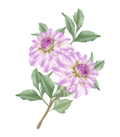 handgemalt Rosa Dahlie blüht - - Sommer- Blume Illustration png