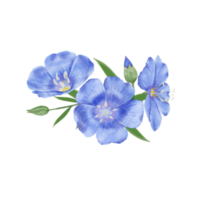 Beautiful Watercolor Flax Flowers - Spring Botanical Design png