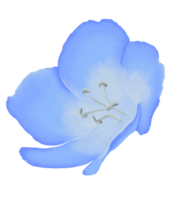 süß Aquarell Nemophila Blumen - - Baby Blau Augen - - herunterladen Blumen png