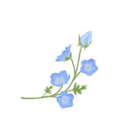 süß Aquarell Nemophila Blumen - - Baby Blau Augen - - herunterladen Blumen png