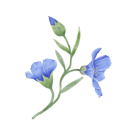 mooi waterverf vlas bloemen - voorjaar botanisch ontwerp png