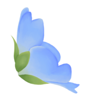 carino acquerello nemophila fiori - bambino blu occhi - Scarica florals png