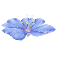 hermosa acuarela linaza flores - primavera botánico diseño png