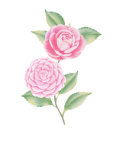 Watercolor camellia flowers and buds png