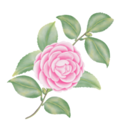 Watercolor camellia flowers and buds png