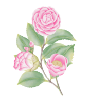 Watercolor camellia flowers and buds png