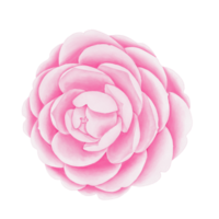 Watercolor camellia flowers and buds png