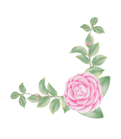 Watercolor camellia flowers and buds png