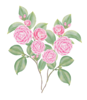 Watercolor camellia flowers and buds png