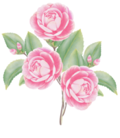 Watercolor camellia flowers and buds png