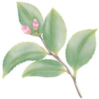 Watercolor camellia flowers and buds png