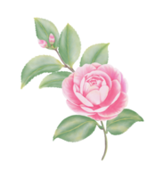 Watercolor camellia flowers and buds png