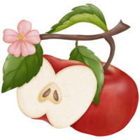 Pomme et fleurs aquarelle éléments png