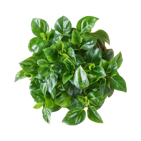 a houseplant isolated on a transparent background, top view, for design or decoration, png