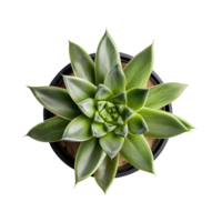 a houseplant isolated on a transparent background, top view, for design or decoration, png