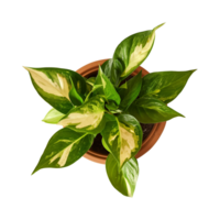 a houseplant isolated on a transparent background, top view, for design or decoration, png