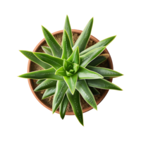 a houseplant isolated on a transparent background, top view, for design or decoration, png