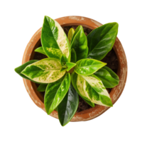 a houseplant isolated on a transparent background, top view, for design or decoration, png