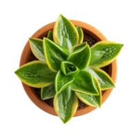 a houseplant isolated on a transparent background, top view, for design or decoration, png