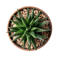 a houseplant isolated on a transparent background, top view, for design or decoration, png