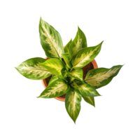 a houseplant isolated on a transparent background, top view, for design or decoration, png
