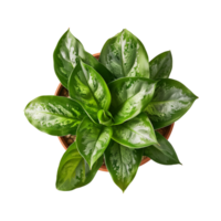 a houseplant isolated on a transparent background, top view, for design or decoration, png