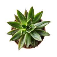 a houseplant isolated on a transparent background, top view, for design or decoration, png