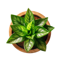 a houseplant isolated on a transparent background, top view, for design or decoration, png