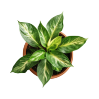 a houseplant isolated on a transparent background, top view, for design or decoration, png