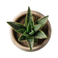 a houseplant isolated on a transparent background, top view, for design or decoration, png