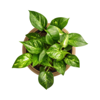 a houseplant isolated on a transparent background, top view, for design or decoration, png