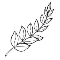 Plant with leaves illustration. Hand drawn sketch of branch painted by black inks in outline style. Linear drawing for icon or logo. Botanical etching on isolated background. Doodle engraving vector