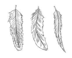 Set of bird Feathers. illustration of Plume painted by black inks in line art style. Drawing owl Plumelet for boho style prints. Outline sketch of vintage quill bundle. vector