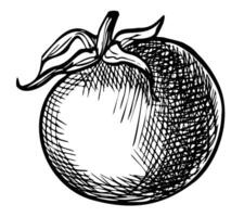 tomate Cereza ilustración. dibujo de vegetariano vegetal pintado por negro tintas en aislado antecedentes en lineal estilo. grabado de planta para producto etiqueta. contorno grabando de comida para icono vector