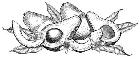 aguacate ilustración. botánico dibujo de Fruta con flor pintado por negro tintas en lineal estilo. grabado de vegetal con hojas. grabando de vegano comida para recetas y libros de cocina vector