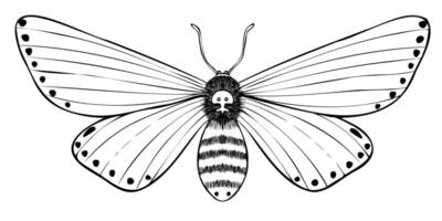 polilla ilustración. dibujo de noche mariposa pintado por negro tintas en contorno estilo. grabando de volador insecto con lineal alas. polilla de halcón con cráneo dibujo. bosquejo de animal para impresión diseño vector