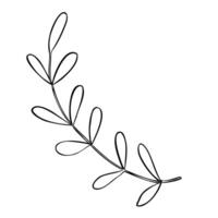 Plant with leaves illustration. Hand drawn sketch of branch painted by black inks in outline style. Linear drawing for icon or logo. Botanical etching on isolated background. Doodle engraving vector