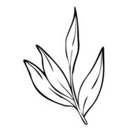 Plant with leaves illustration. Hand drawn sketch of branch painted by black inks in outline style. Linear drawing for icon or logo. Botanical etching on isolated background. Doodle engraving vector