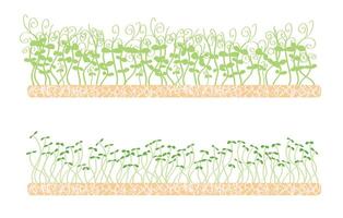 Fresh young microgreens on a linen mat. Various sprouted grains beets, radishes, broccoli, amaranth, peas, corn, alfalfa, watercress, shungiku, red cabbage and young leaves, healthy food hand drawn vector