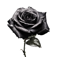 Fresh black rose isolated on transparent background png