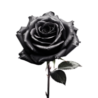 Frais noir Rose isolé sur transparent Contexte png