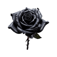 Fresco negro Rosa aislado en transparente antecedentes png