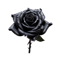 Frais noir Rose isolé sur transparent Contexte png