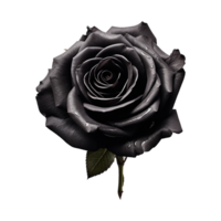 Fresco negro Rosa aislado en transparente antecedentes png