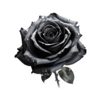 Fresh black rose isolated on transparent background png