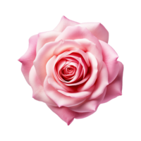 Fresh pink rose isolated on transparent background png
