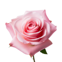 Fresh pink rose isolated on transparent background png